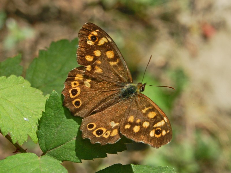 Сенница амариллис