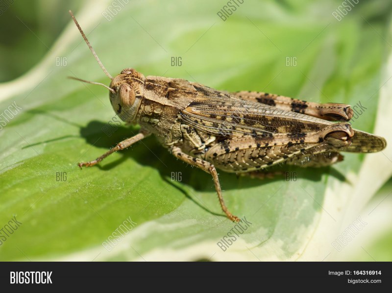 Hipparchia Semele