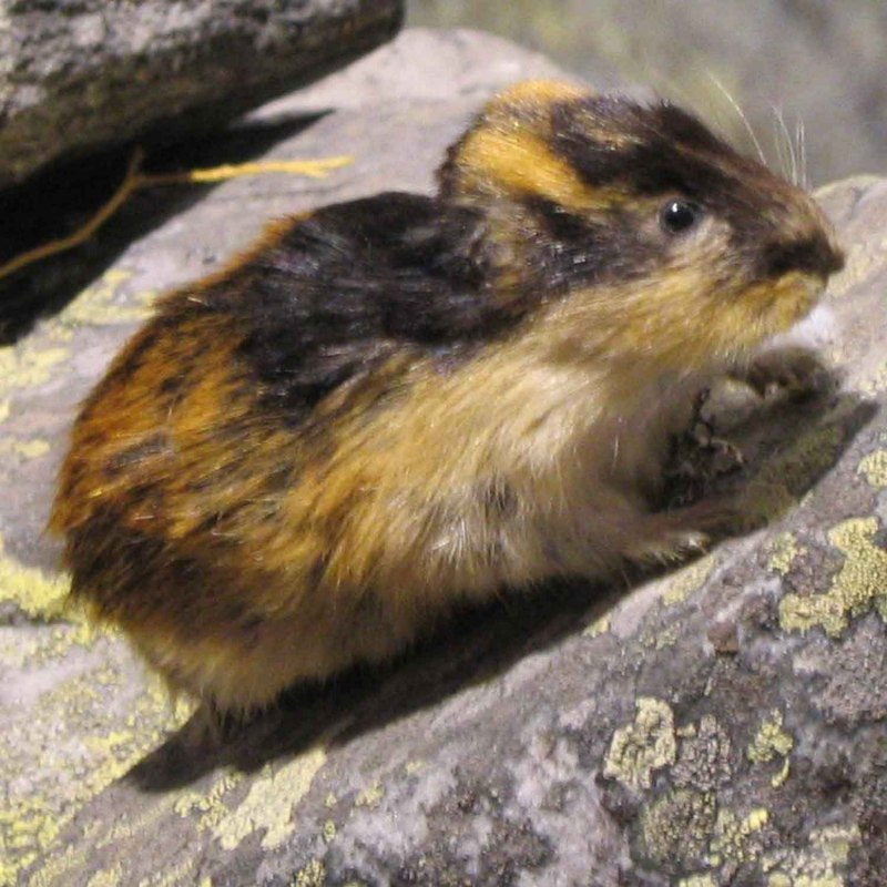 Лемминг Арктический