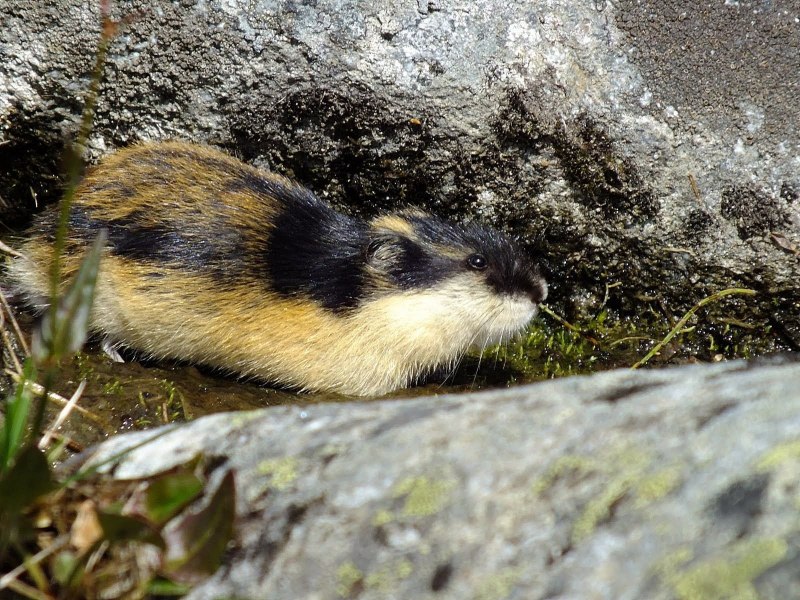 Сибирский лемминг Lemmus sibiricus