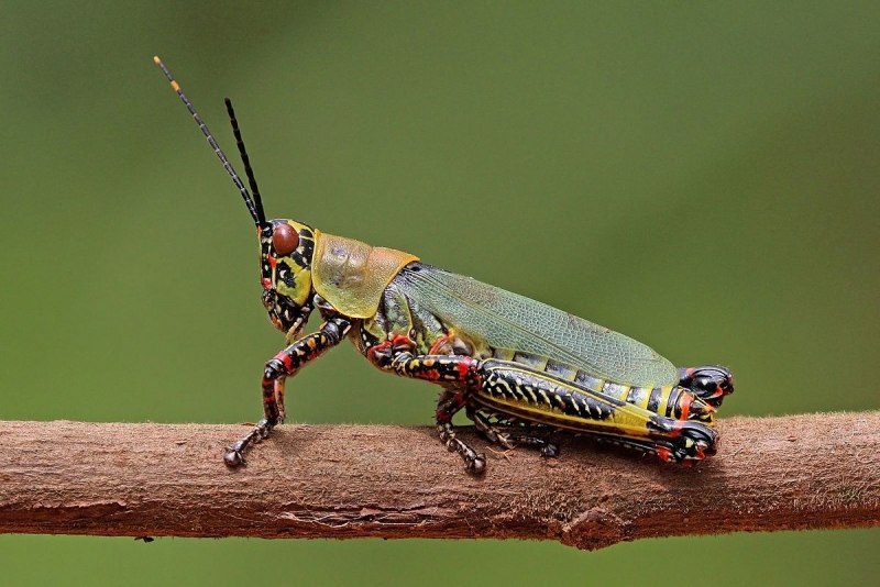 Phymateus viridipes