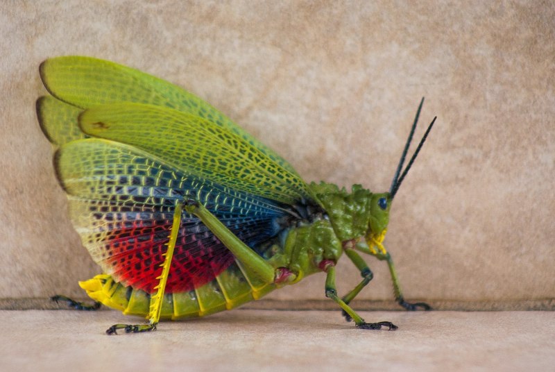 Titanacris picticrus