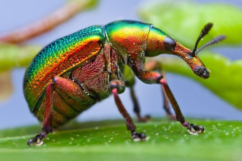 Кузнечик Dactylotum bicolor