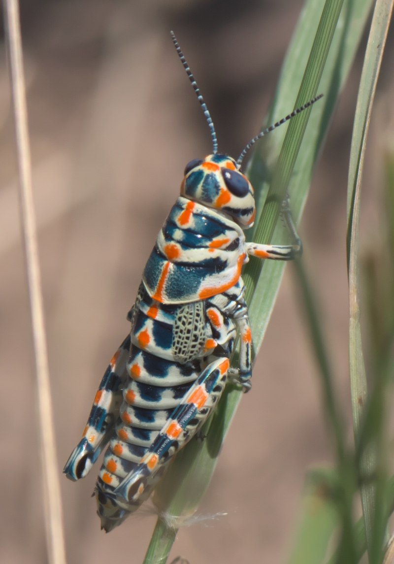 Радужная Саранча (Phymateus saxosus)