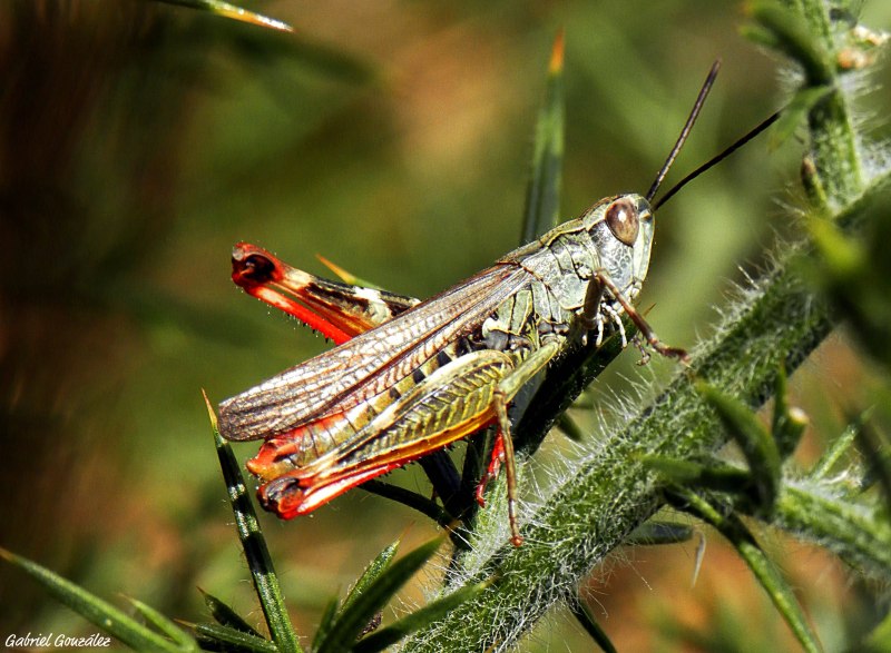 Petasida ephippigera