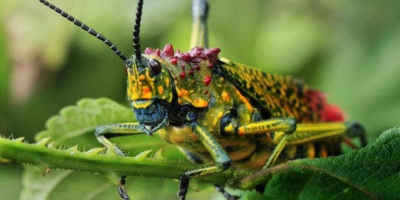 Кузнечик амбликорифа (Amblycorypha oblongifolia)