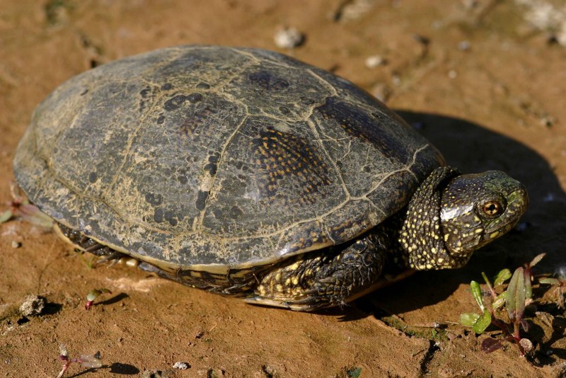 Европейская Болотная черепаха (Emys orbicularis)