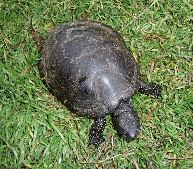 Европейская Болотная черепаха (Emys orbicularis)