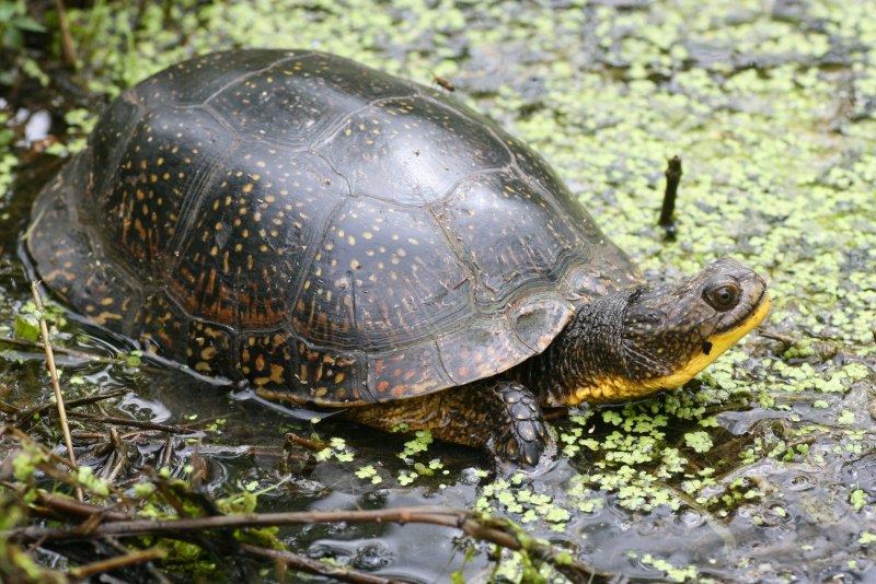 Европейская Болотная черепаха (Emys orbicularis)