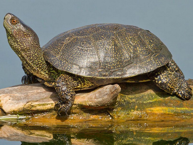 Европейская Болотная черепаха (Emys orbicularis)