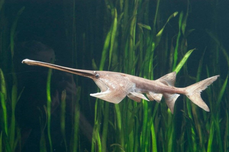 Веслонос (Polyodon spathula)