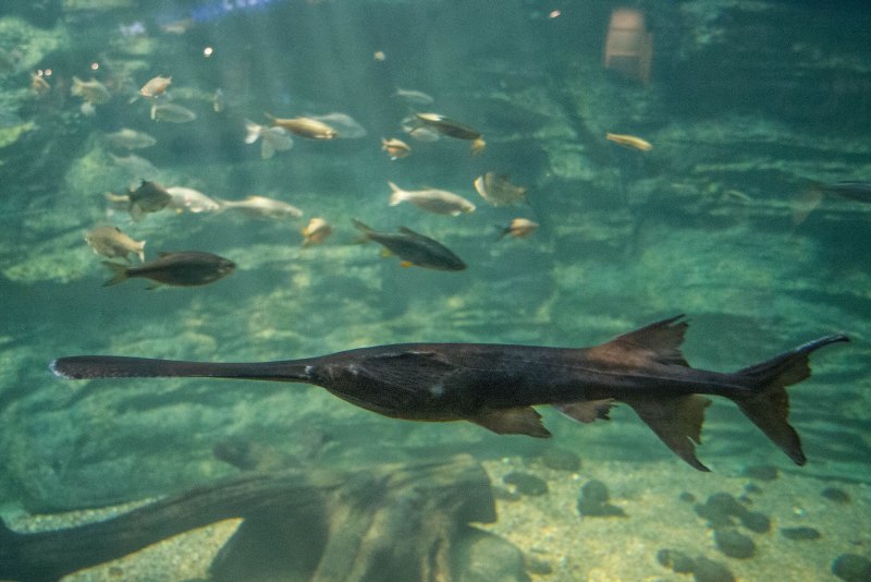 Веслонос (Polyodon spathula)