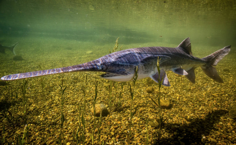 Веслонос (Polyodon spathula)