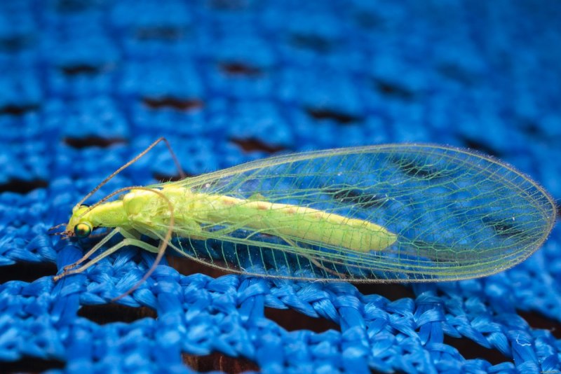 Neuroptera сетчатокрылые