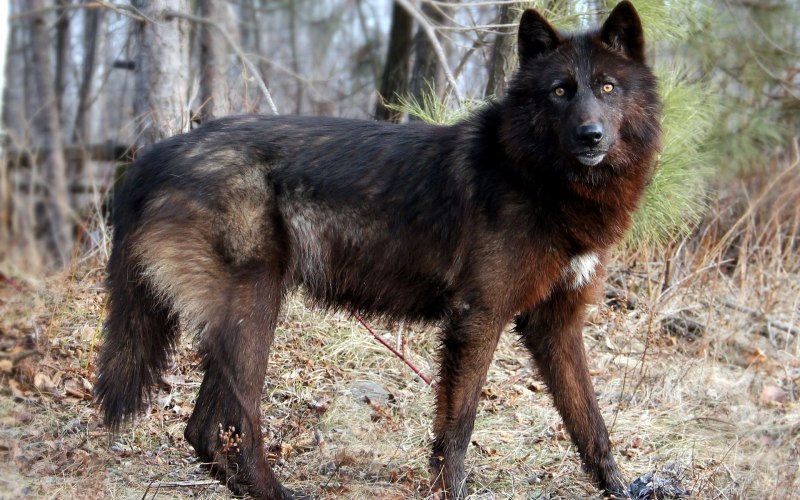 Американская Тундровая овчарка American Tundra Shepherd