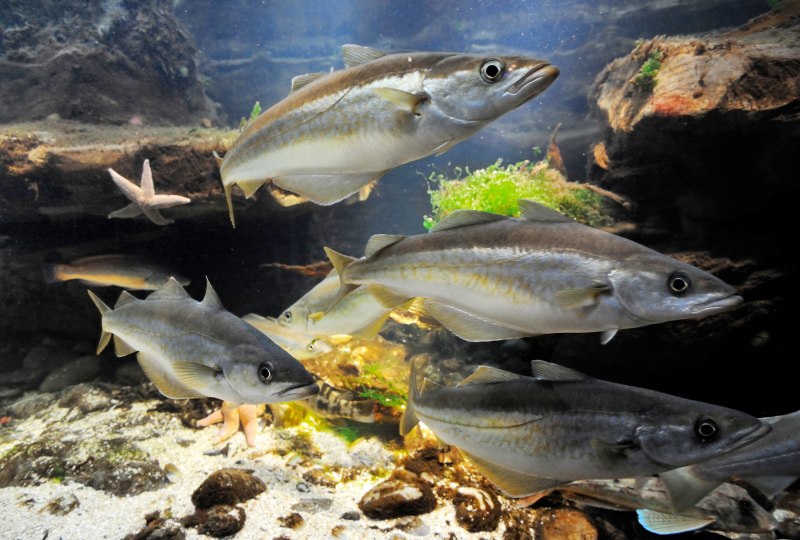 Eleginus gracilis