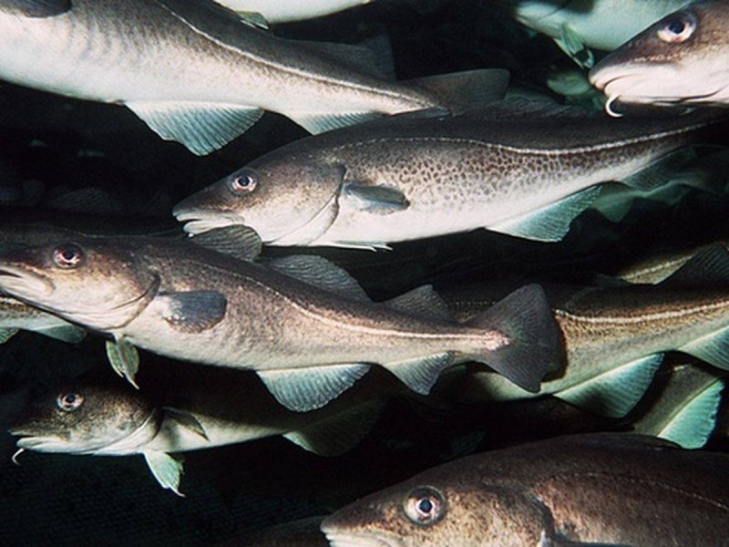 Атлантическая треска (gadus morhua)