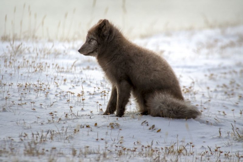 Песец (Alopex lagopus)