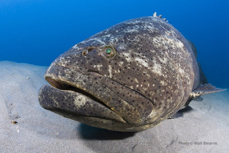 Atlantic Goliath Grouper