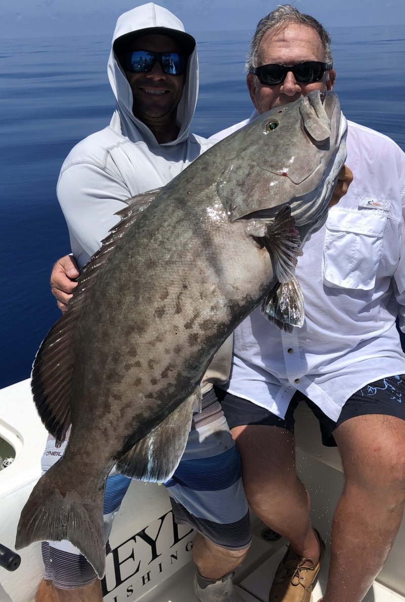 Epinephelus itajara