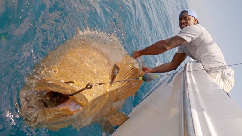 Goliath Grouper Fish