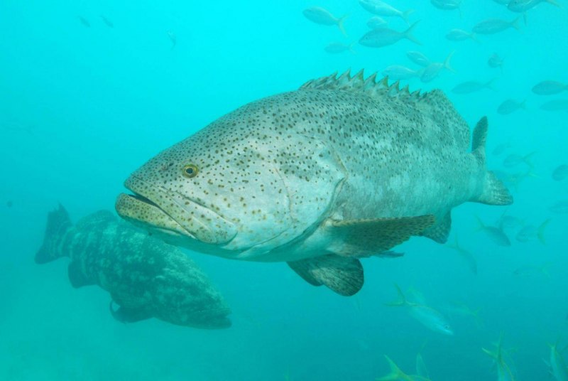 Морской Голиаф БГ