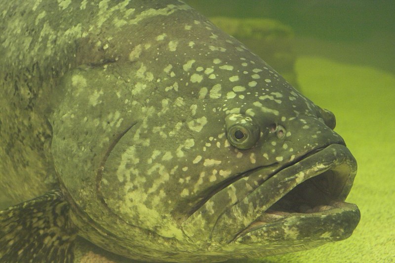 Монстр Goliath Grouper