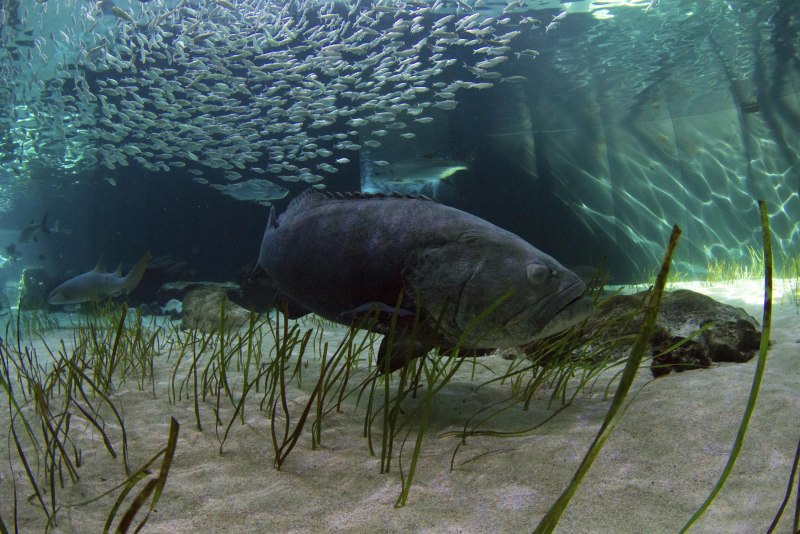 Epinephelus itajara