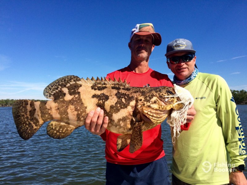 Atlantic Goliath Grouper