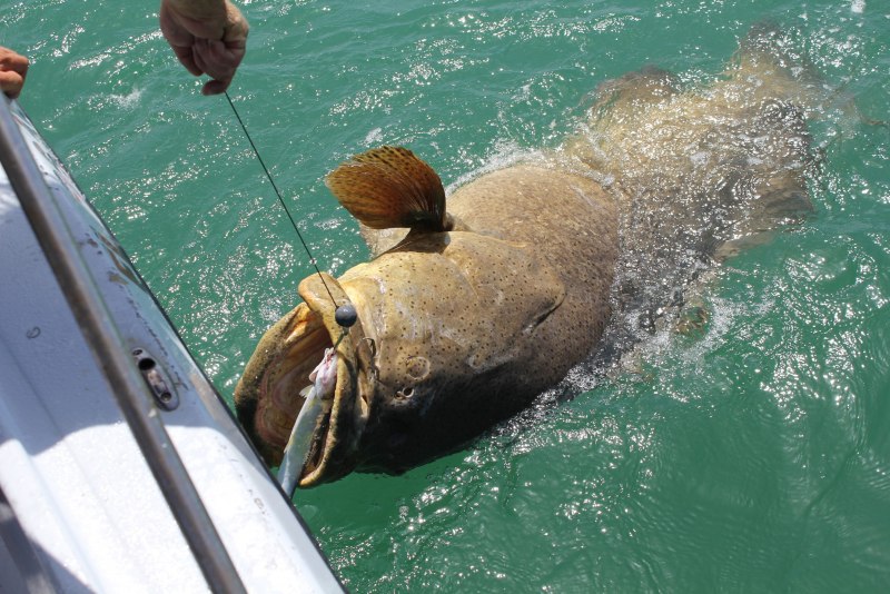 Монстр Goliath Grouper