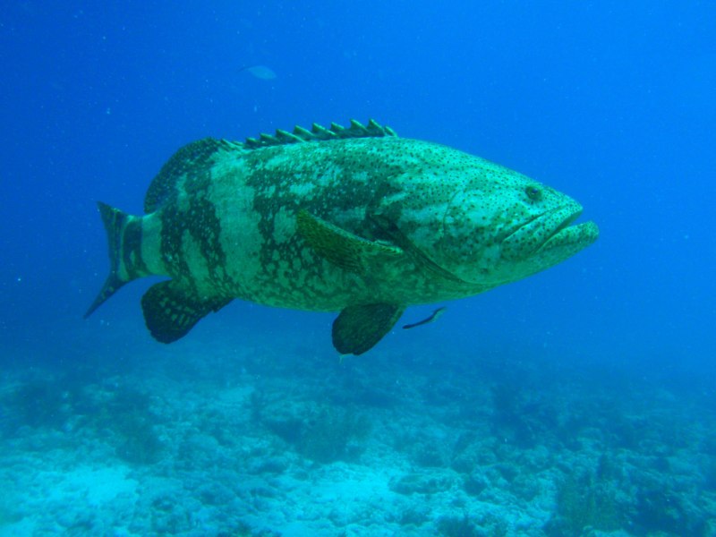 Atlantic Goliath Grouper