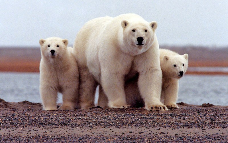 Белый медведь Ursus maritimus