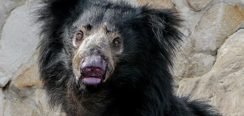 Цейлонский медведь губач