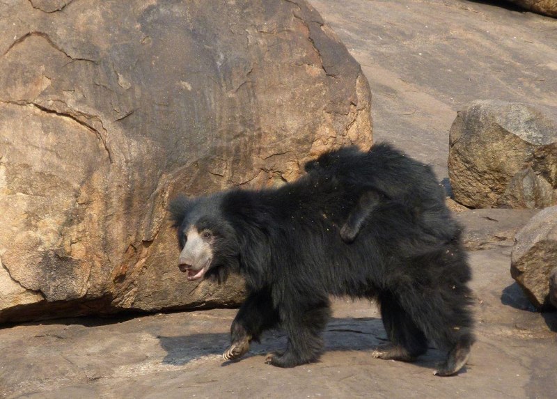 Melursus Ursinus