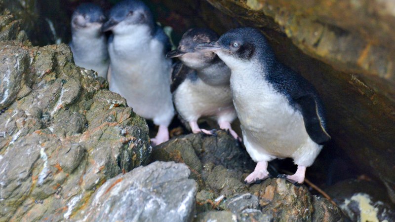 Little Blue Penguin зимой