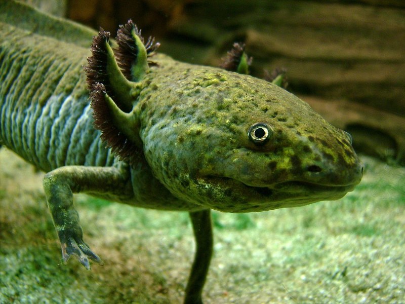 Аксолотль мексиканской амбистомы