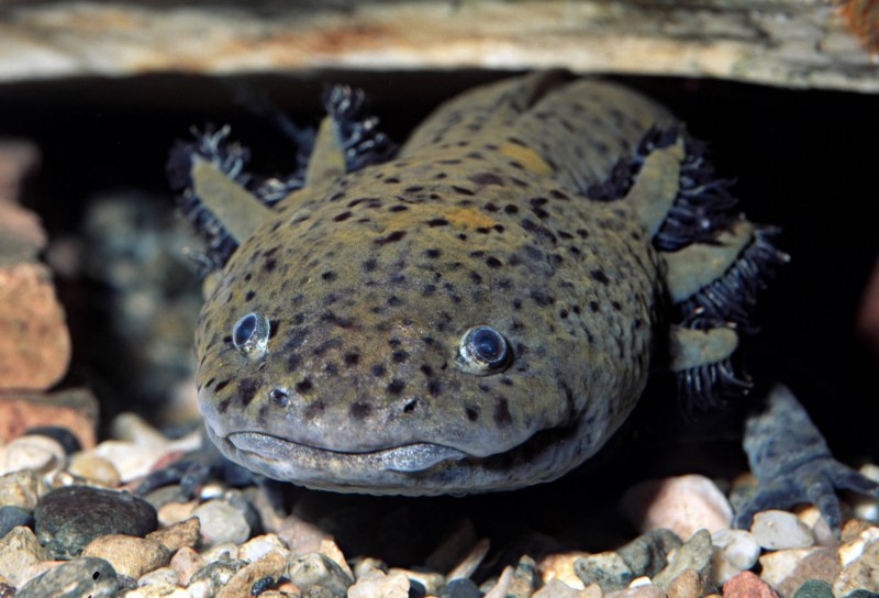 Ambystoma mexicanum