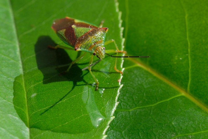 Постельный клоп Cimex lectularius (личинки, нимфы)