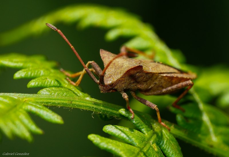 Щитник черноусый / Carpocoris purpureipennis
