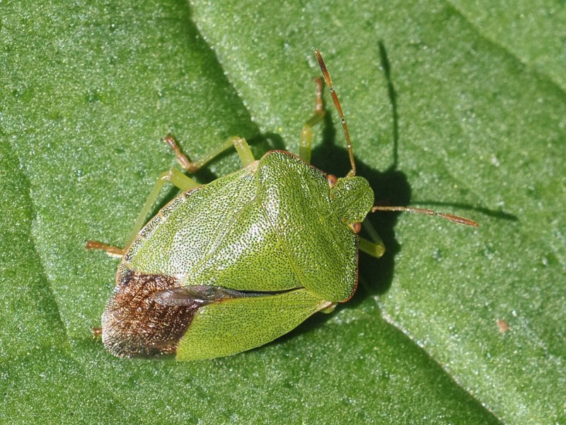 Постельный клоп (Cimex lectularius)