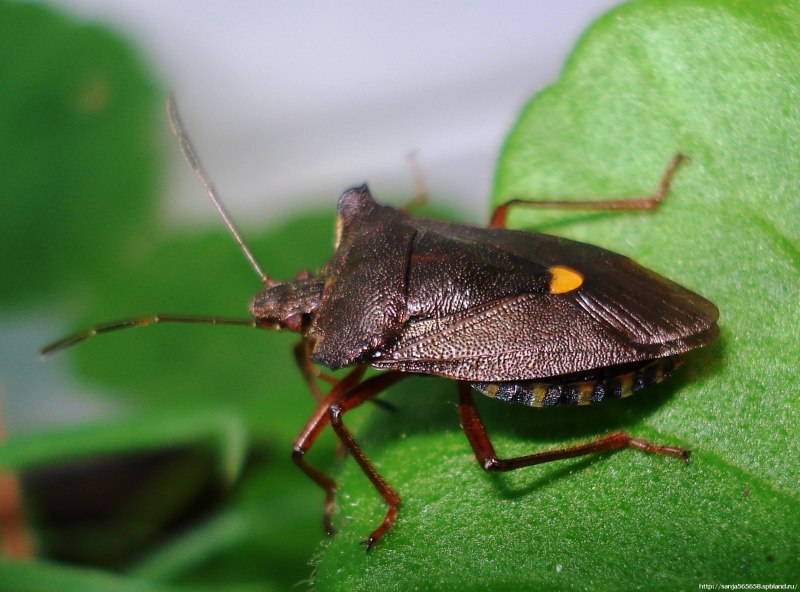 Коричнево-мраморный клоп (Halyomorpha halys)