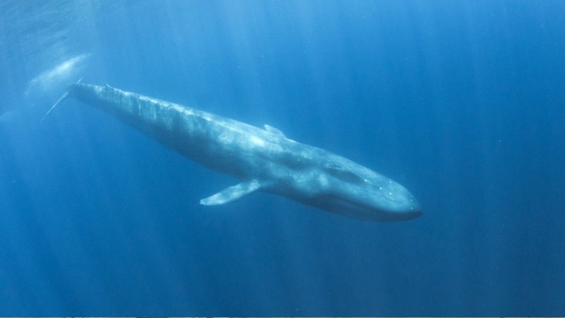 Карликовый синий кит (69 фото)
