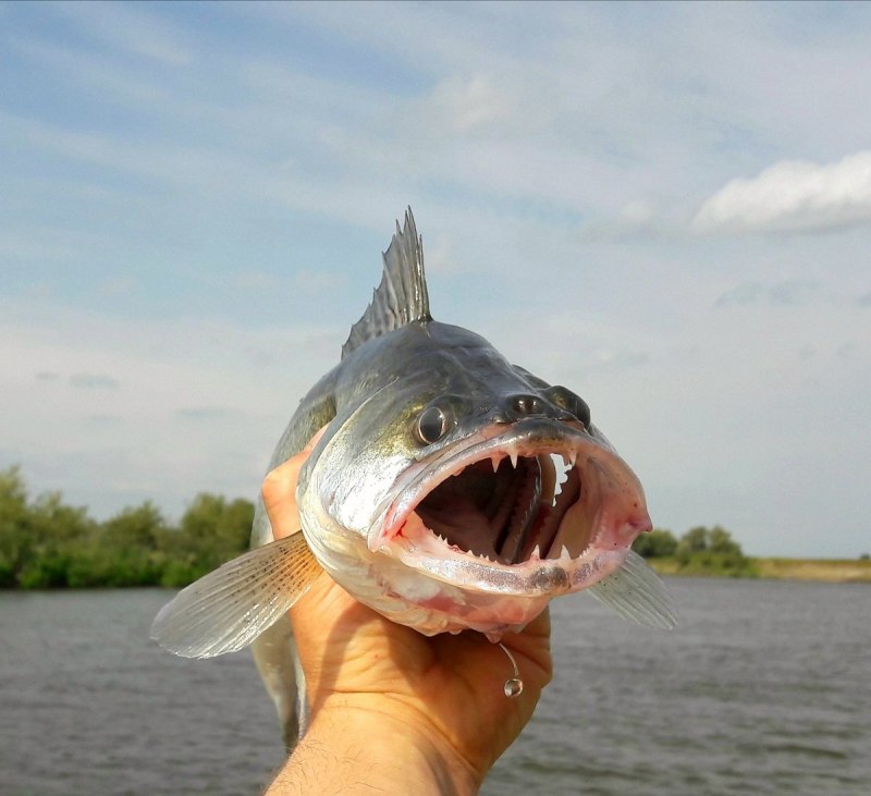 Скумбриевидный гидролик (Payara)