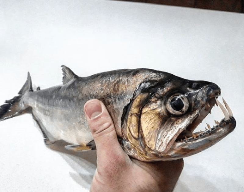 Payara Fish