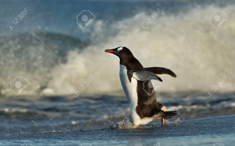 Adélie Penguin