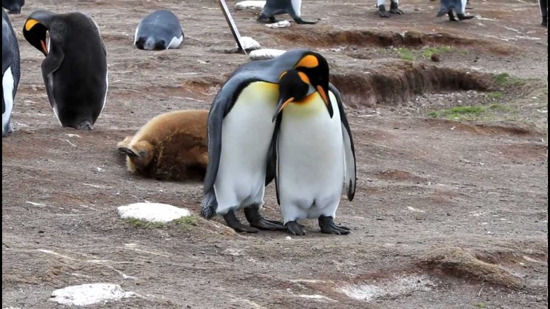 National Geographic пингвины