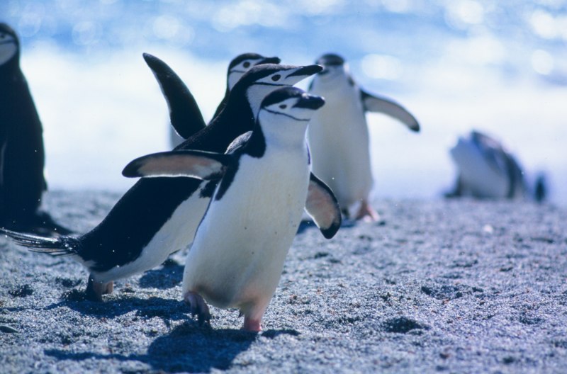 Фолклендские острова Gentoo Penguin