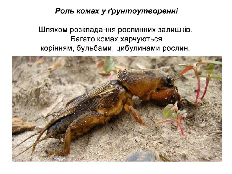 Огородный Жук медведка