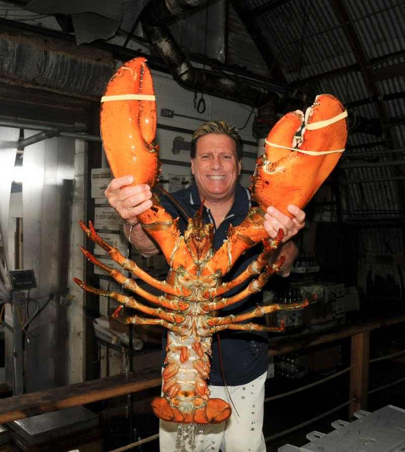 Обыкновенный Омар (Homarus vulgaris)