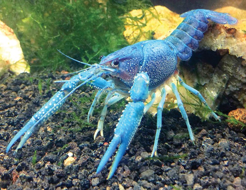 Procambarus Cubensis